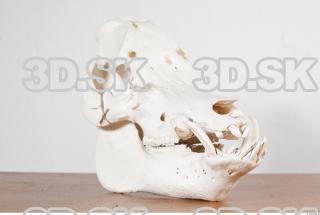 Skull photo reference 0007